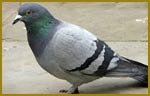 Pigeon Pest Control, Pest-Controller, Buntingford