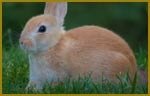 Rabbit Pest Control, Pest-Controller, Buntingford
