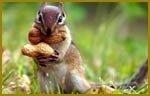 Squirrel Pest Control, Pest-Controller, Buntingford