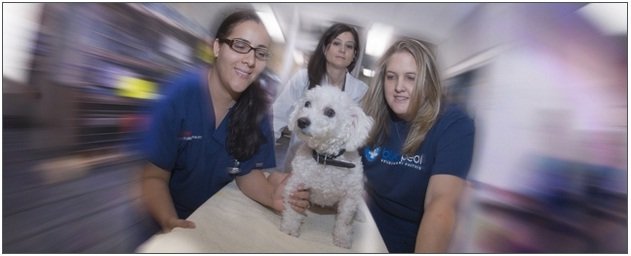  Profile Photos of BluePearl Veterinary Partners - Skokie 3735 W Dempster St - Photo 7 of 9