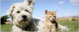  BluePearl Veterinary Partners - Skokie 3735 W Dempster St 