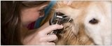  BluePearl Veterinary Partners - Skokie 3735 W Dempster St 