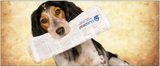 BluePearl Veterinary Partners - Skokie, Skokie