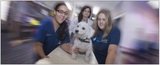 BluePearl Veterinary Partners - Skokie, Skokie