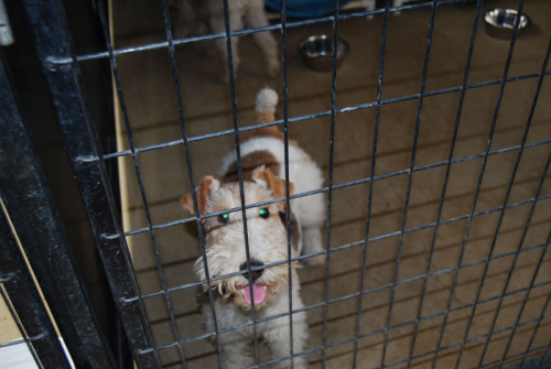  New Album of Rocky Canyon Kennels 6805 Rocky Canyon Road - Photo 1 of 2