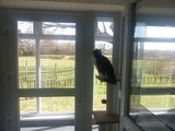 Colliers Cattery, Colliers Cattery, Robertsbridge