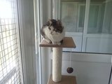 Colliers Cattery, Colliers Cattery, Robertsbridge