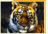 Mystic Tours Pvt. Ltd, Munirka, New Delhi