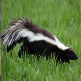 AAA Exterminating Co., Raleigh