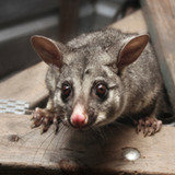 AAA Exterminating Co., Raleigh