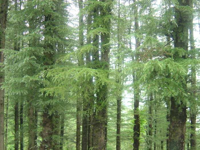 Best Resort In Fagu<br />
<br />
For more information please visit our website http://www.snowkingretreat.com/<br />
Resort In Kufri of Best hotel in shimla - Snow King Retreat Fagu Top Shimla - Photo 14 of 30 Best Resort In Fagu<br />
<br />
For more information please visit our website http://www.snowkingretreat.com/<br />
Resort In Kufri of Best hotel in shimla - Snow King Retreat Fagu Top Shimla - Photo 14 of 30