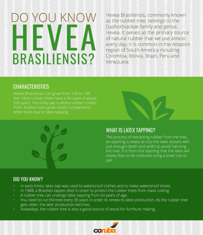 Do you know what is Hevea Brasiliensis? Check this infographic and learn what it is.<br />
<br />
http://www.coruba.co.uk/ Infographics of Coruba Units 28-30 Purdeys Way - Photo 3 of 3 Do you know what is Hevea Brasiliensis? Check this infographic and learn what it is.<br />
<br />
http://www.coruba.co.uk/ Infographics of Coruba Units 28-30 Purdeys Way - Photo 3 of 3