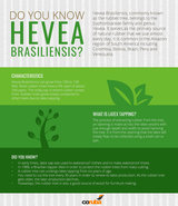 Do you know what is Hevea Brasiliensis? Check this infographic and learn what it is.

http://www.coruba.co.uk/, Coruba, Rochford