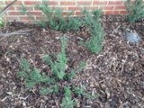 From this, Allied gardens ltd, Peterborough