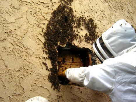  Profile Photos of Eastern Arizona Exterminating 49 S Sycamore #5 - Photo 2 of 4
