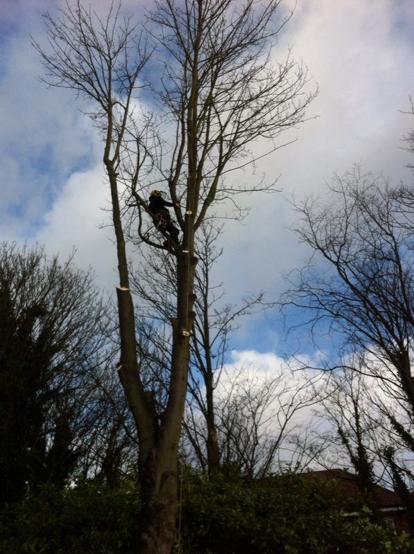 Tree Surgery / Arboriculture - Finchley, Barnet & North London Profile Photos of CGR Garden Services Summers Lane - Photo 6 of 20 Tree Surgery / Arboriculture - Finchley, Barnet & North London Profile Photos of CGR Garden Services Summers Lane - Photo 6 of 20