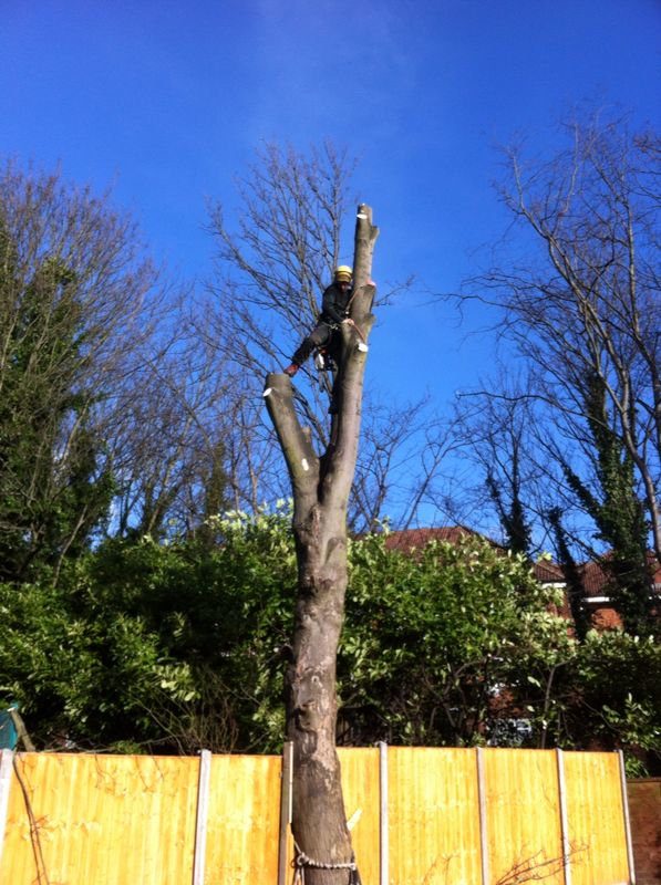 Tree Surgery / Arboriculture - Finchley, Barnet & North London Profile Photos of CGR Garden Services Summers Lane - Photo 5 of 20 Tree Surgery / Arboriculture - Finchley, Barnet & North London Profile Photos of CGR Garden Services Summers Lane - Photo 5 of 20