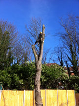 Tree Surgery / Arboriculture - Finchley, Barnet & North London, CGR Garden Services, Finchley
