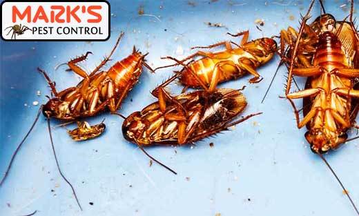  New Album of Marks Pest Control Sydney Marks Pest Control - Photo 1 of 9