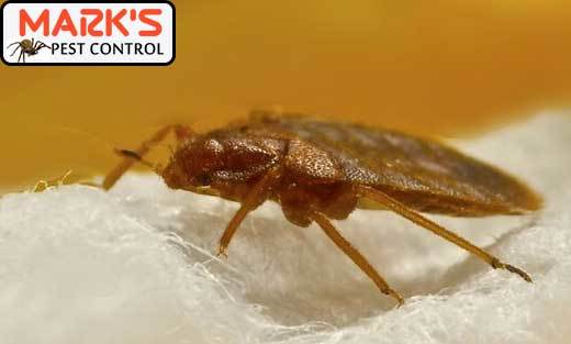  New Album of Marks Pest Control Sydney Marks Pest Control - Photo 2 of 9