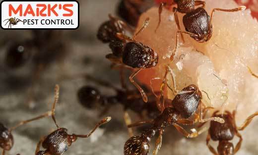  New Album of Marks Pest Control Sydney Marks Pest Control - Photo 3 of 9