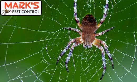  New Album of Marks Pest Control Sydney Marks Pest Control - Photo 4 of 9