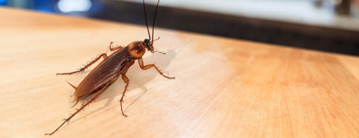  New Album of Marks Pest Control Sydney Marks Pest Control - Photo 5 of 9