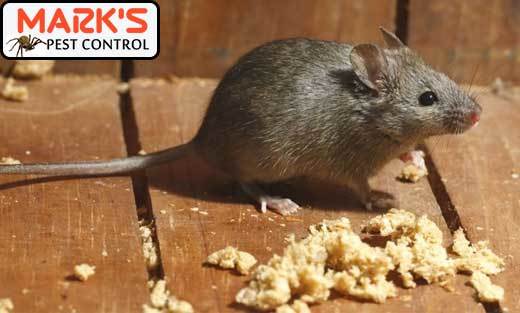  New Album of Marks Pest Control Sydney Marks Pest Control - Photo 8 of 9