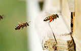 Marks Pest Control Sydney, Sydney