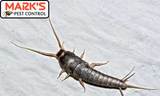 Marks Pest Control Sydney, Sydney
