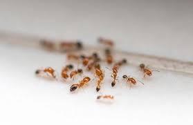  Profile Photos of Marks Pest Control Canberra Canberra, ACT, 2601 - Photo 2 of 2