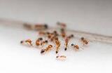 Marks Pest Control Canberra, Canberra