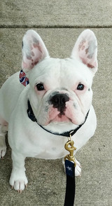 The Content Pet, Lorton