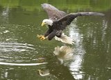 Vogelpark Avifauna, Alphen aan den Rijn