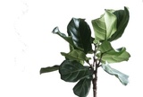 Karen Threlkel Naturopathic Doctor, Washington