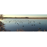 Ducks n Dogs, Saint Charles