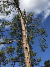Sarasota Arborist, Sarasota