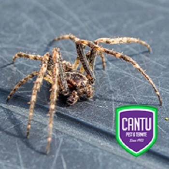  Profile Photos of Cantu Pest & Termite 21215 Farm to Market Road 529, Suite 230 - Photo 1 of 4