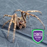 Cantu Pest & Termite, Cypress