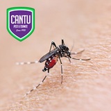Cantu Pest & Termite, Cypress
