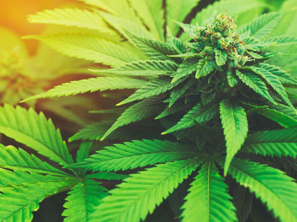  New Album of LivWell Enlightened Health Marijuana Dispensary 432 S Broadway - Photo 2 of 4