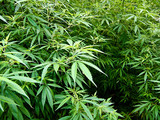 LivWell Enlightened Health Marijuana Dispensary, Denver