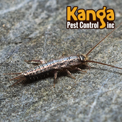  Profile Photos of Kanga Pest Control 1145 McKinley Street - Photo 3 of 3