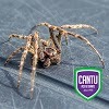 Cantu Pest & Termite, Addison
