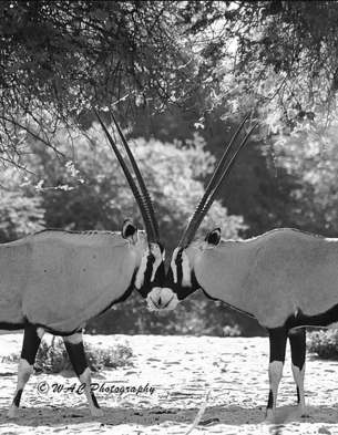  New Album of Cilliers Safaris Sandveld Game Ranch, PO Box 214 - Photo 5 of 9