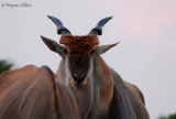 Cilliers Safaris, Grootfontein