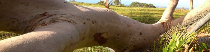  Profile Photos of Clean Cut Tree Services 27 Railway Street - Photo 7 of 10
