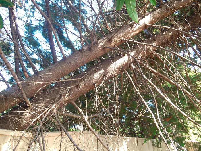  Profile Photos of Clean Cut Tree Services 27 Railway Street - Photo 9 of 10