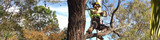  Clean Cut Tree Services 27 Railway Street 