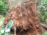 Clean Cut Tree Services, Mudgeeraba